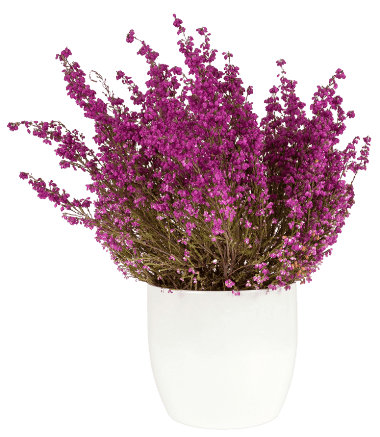 purple-heather-in-the-white-pot-P43SKSJ-e1585206384768-768x883