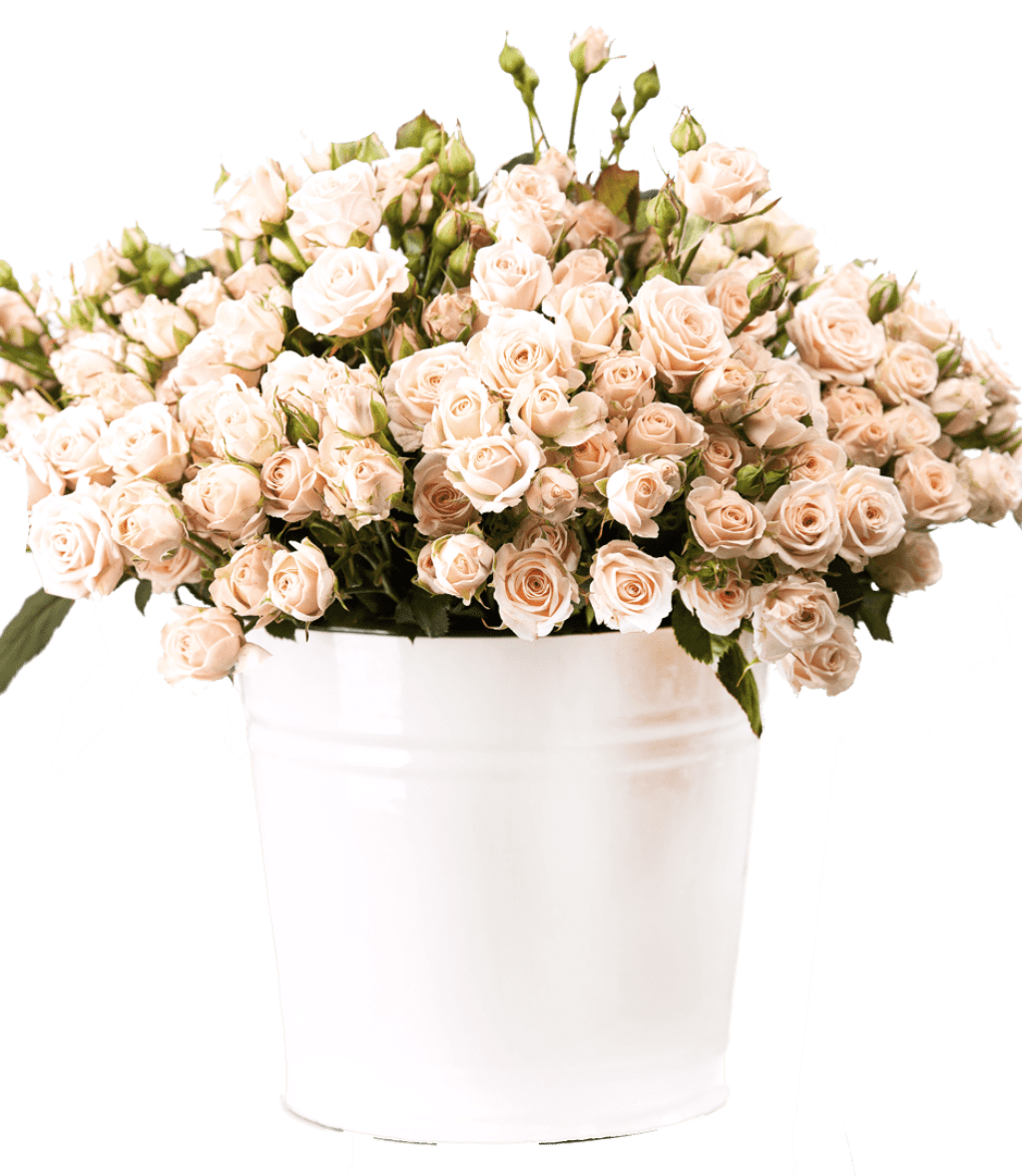 _shop-flower_wp-content_uploads_sites_158_2020_03_bunch-of-creamy-roses-in-a-bucket-over-white-PLJ554Y-e1585206356671-1024x1178