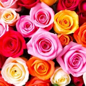 Un assortiment de roses colorées en différentes teintes.